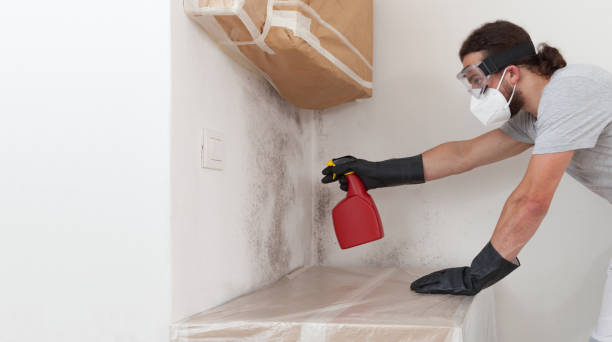 Professional Black Mold Remediation technician working in Coal Township, PA