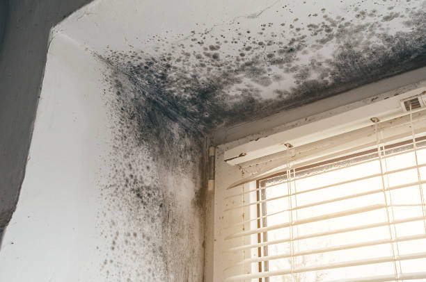 Affordable Black Mold Remediation solutions in Coal Township, PA
