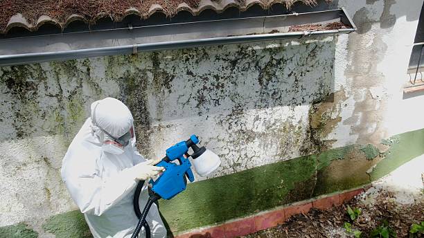 Top rated local Black Mold Remediation specialists in Coal Township, PA